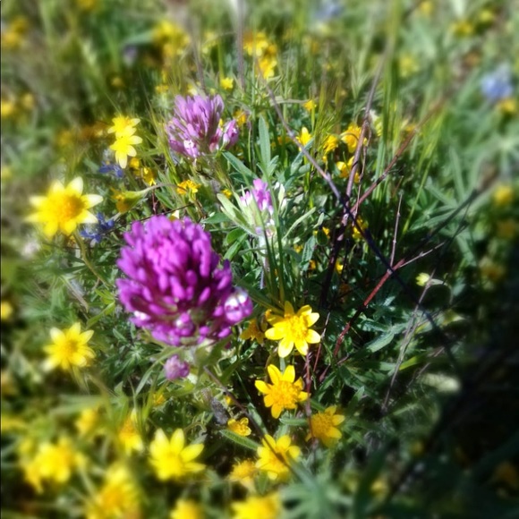 Meet your Posher, Blanca - Picture 1 of 1